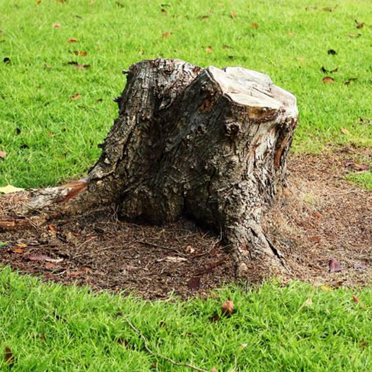 stump removal