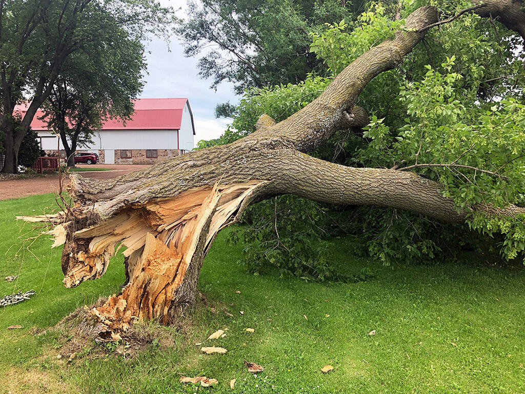 emergency tree service emergency tree service