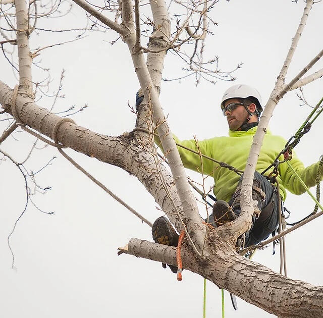 tree trimming