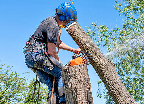 tree removal