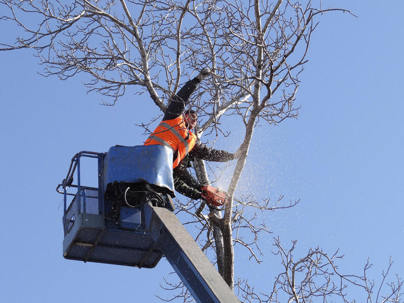 tree limbing